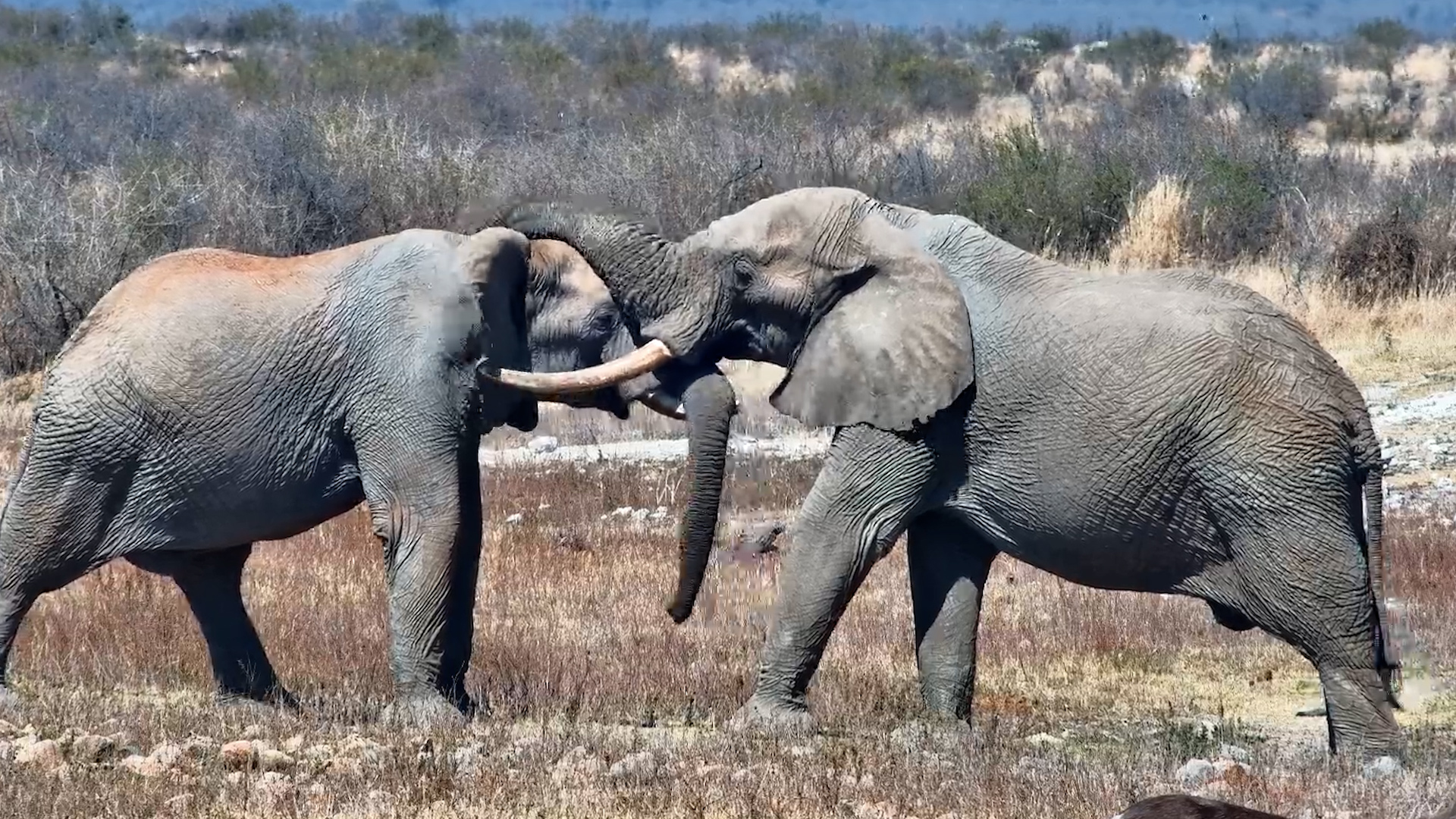 When Your Love Language Is Trunk Touching