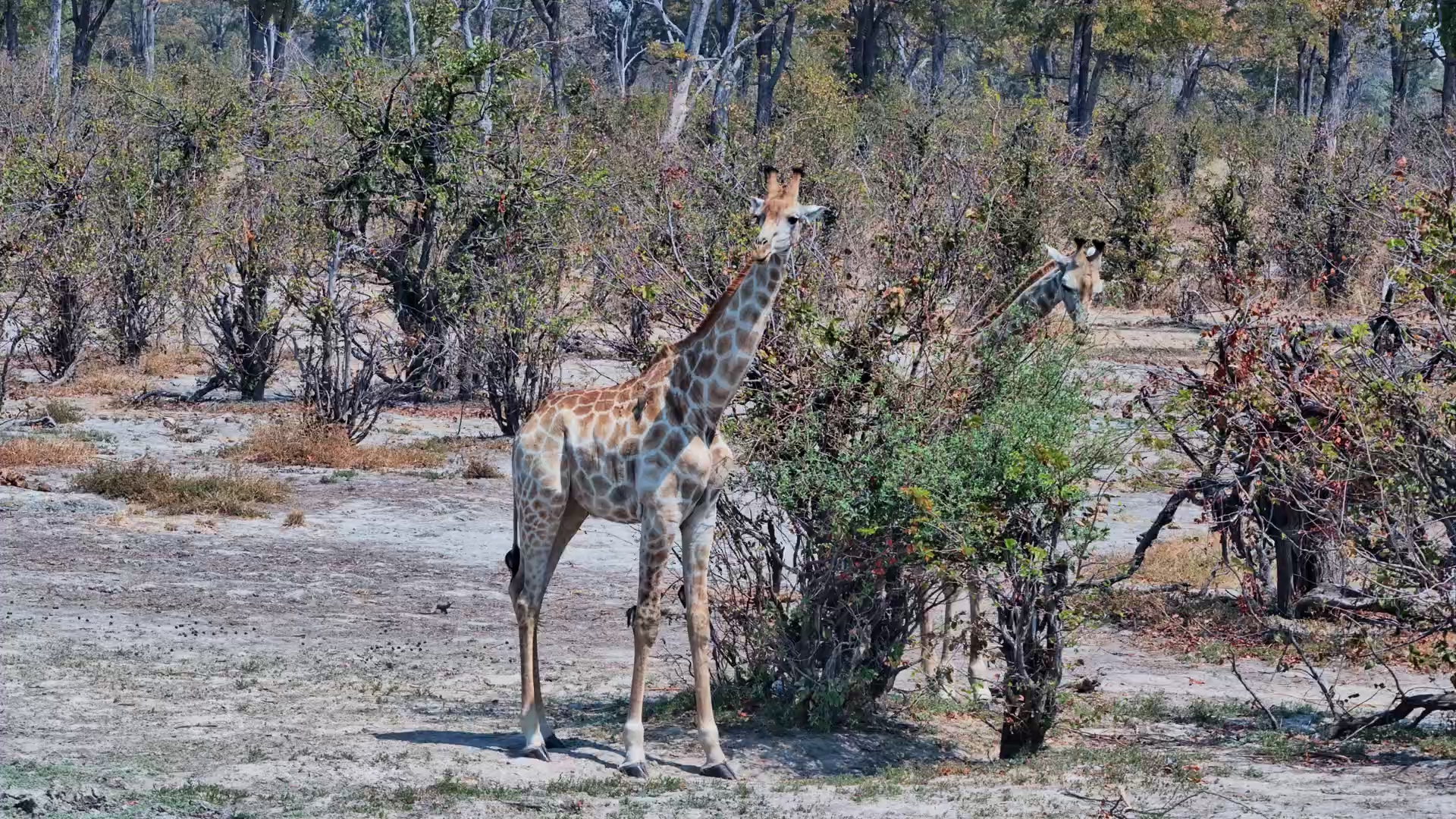 Giraffe Browses Its Way Through the Bushes at Twin Pan