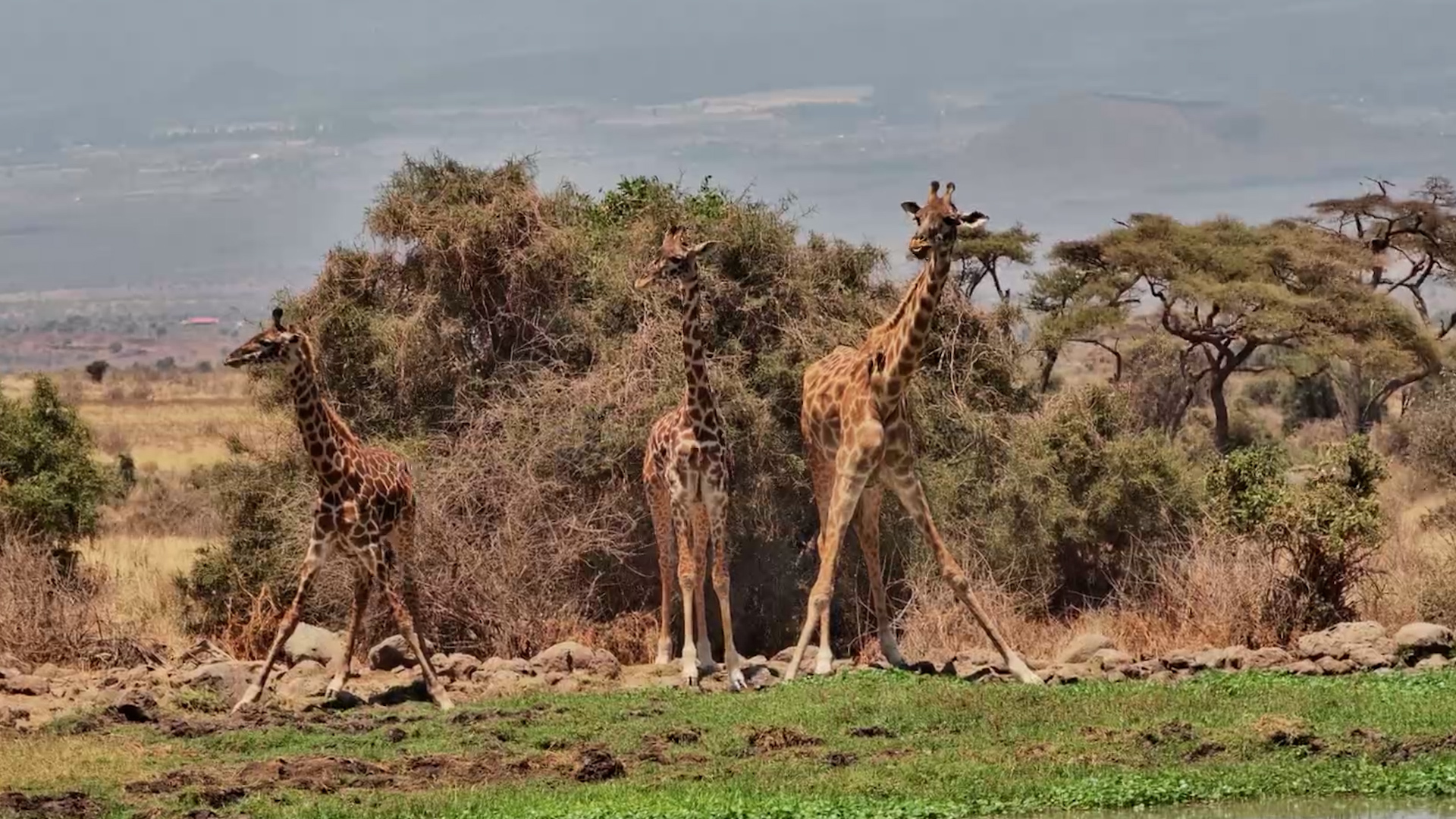 Giraffes Gather for Drinks at Tortilis Waterhole