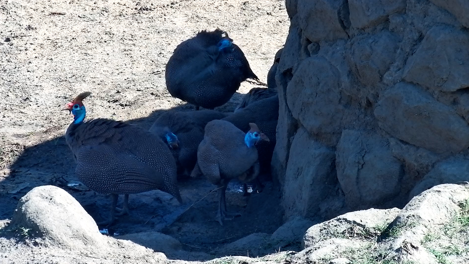 When the Whole Flock Finds the Perfect Chill Spot