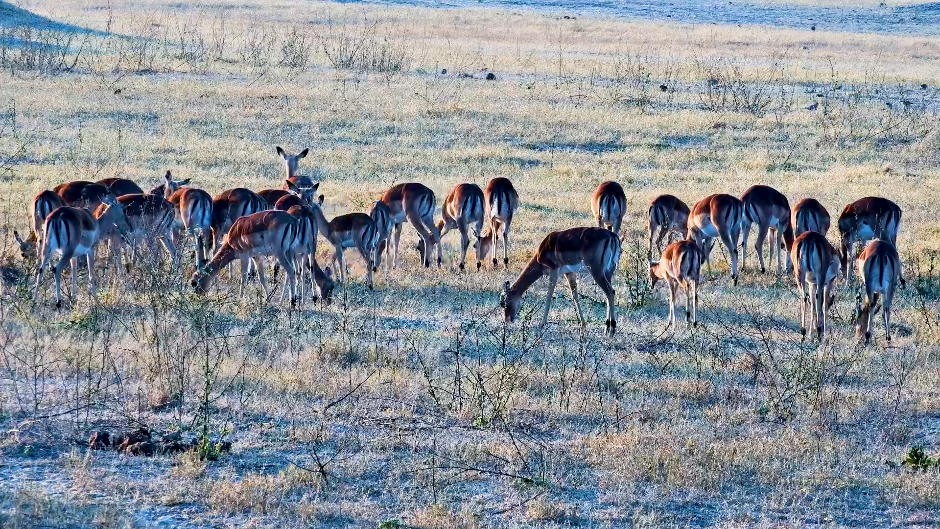 Morning Grazing With a Herd of Impala