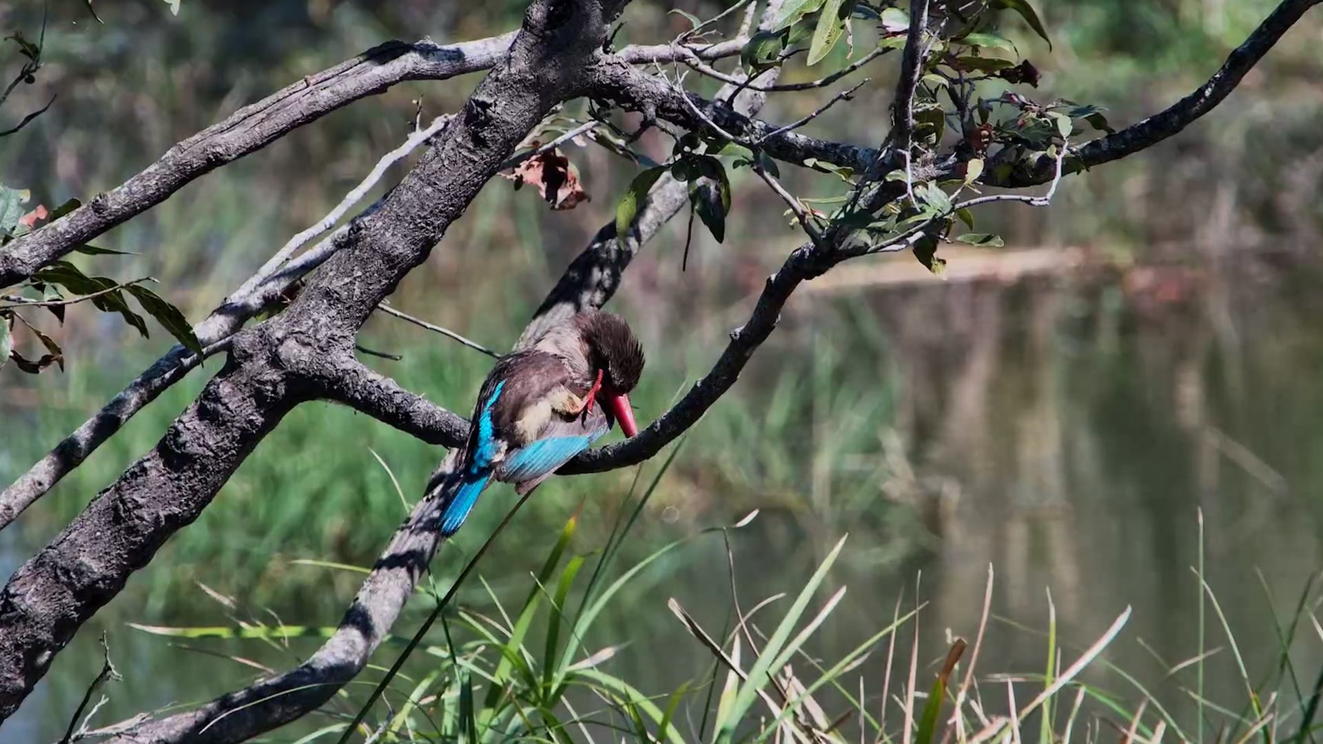 Kingfisher Preens While Scanning for Its Next Move