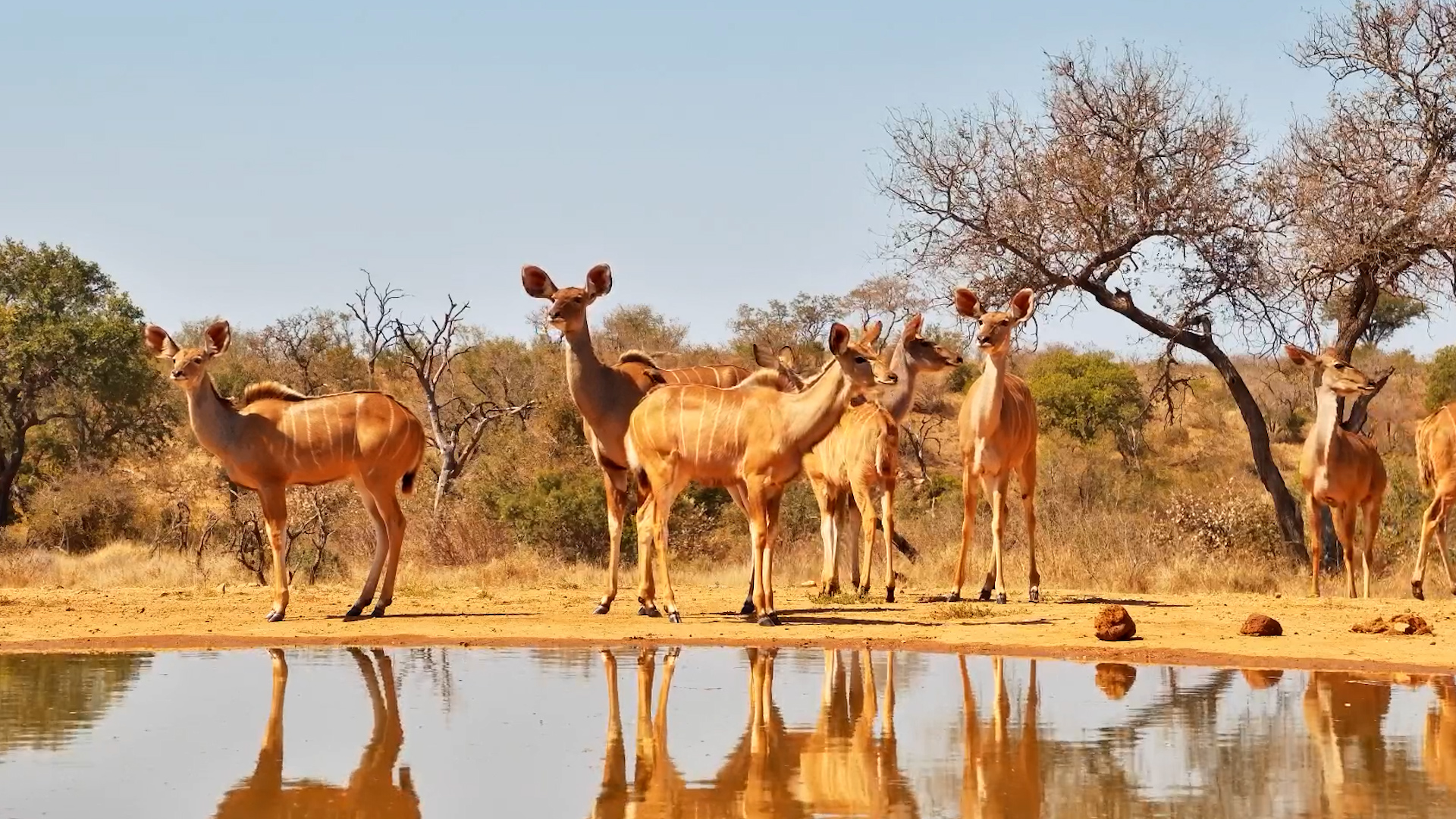 A Beautiful Kudu Herd Arrives for a Quick Drink