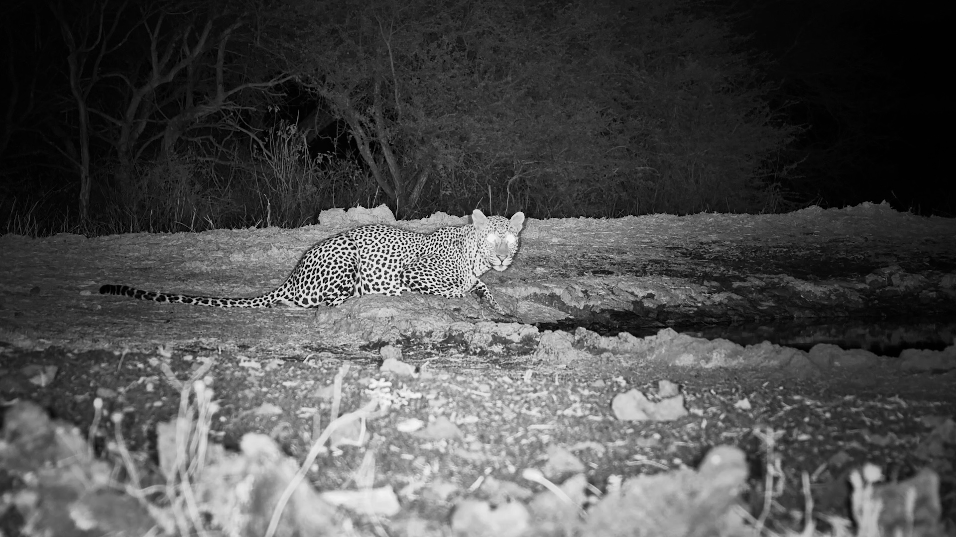 Leopard Emerges From the Darkness for a Drink