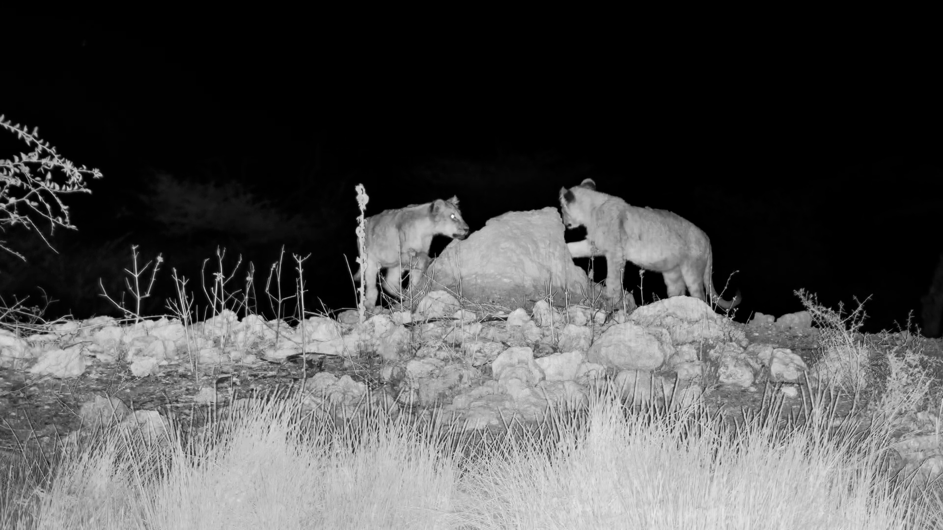 Young Lions Turn Exploring Into Playtime