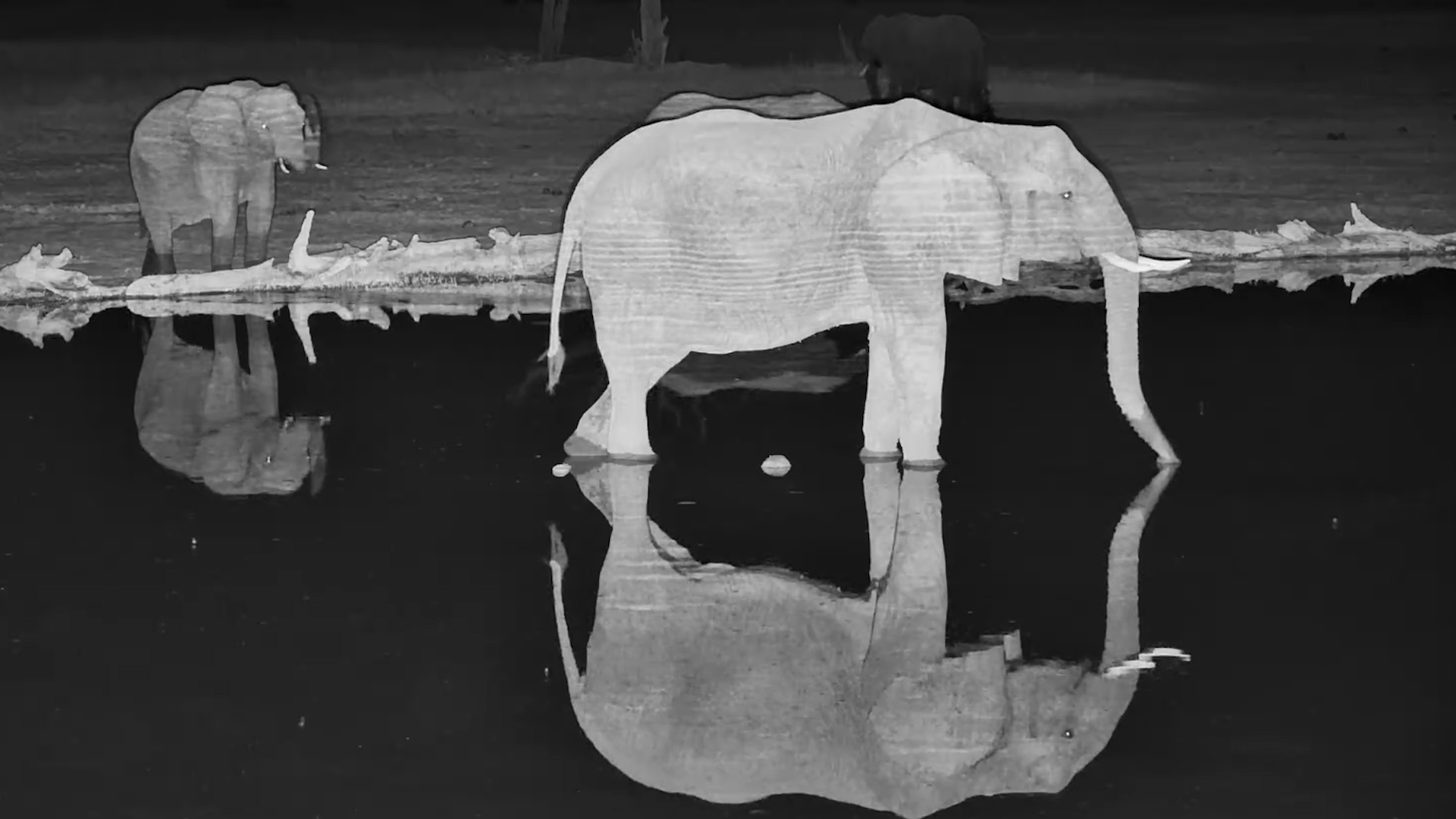 A Stunning Elephant Reflection After Dark