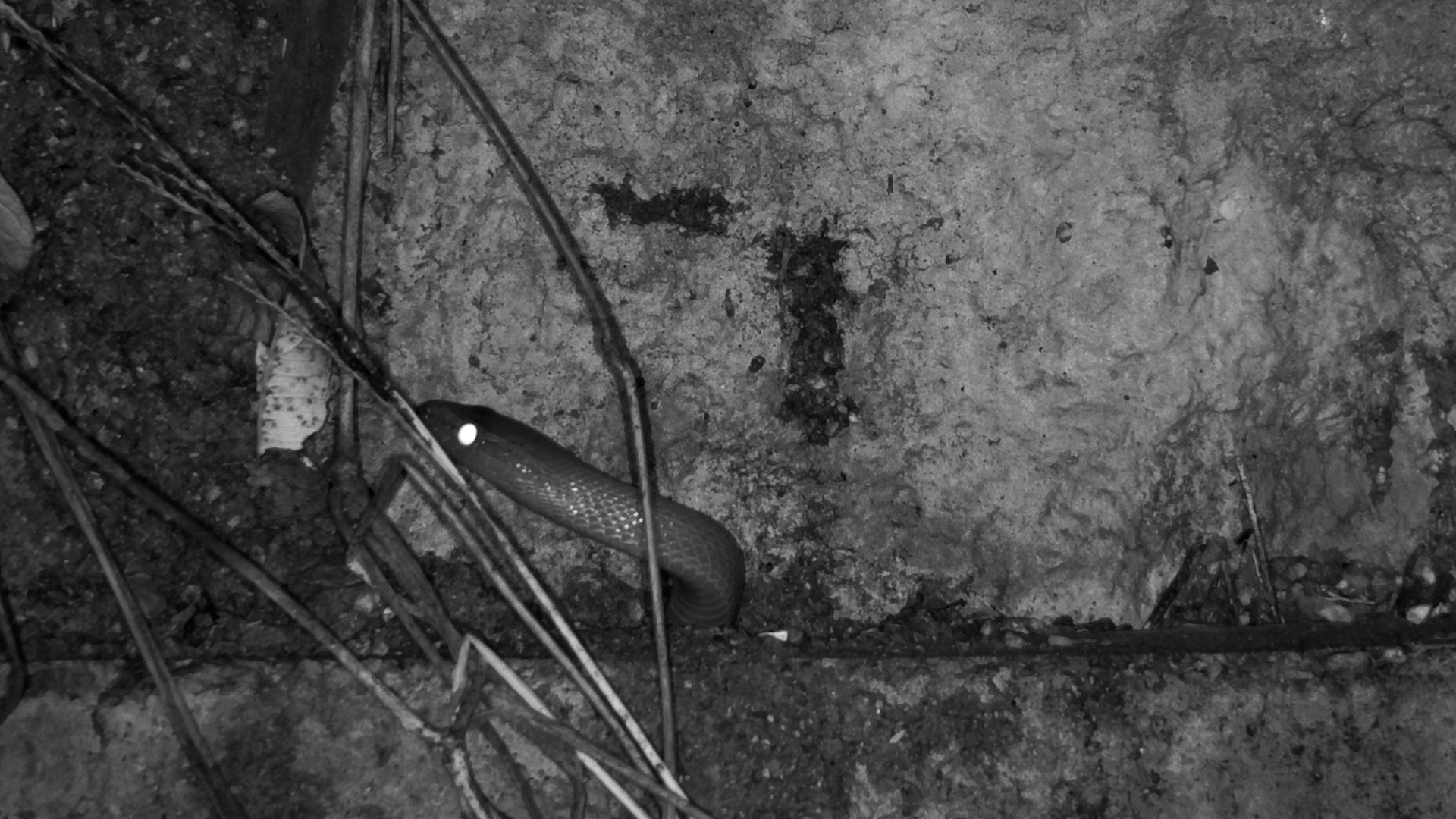 Something Is Peeking Out of the Darkness...