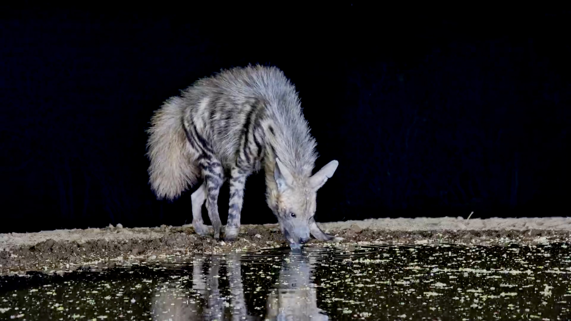 The Surprisingly Satisfying Sound of a Hyena Drinking