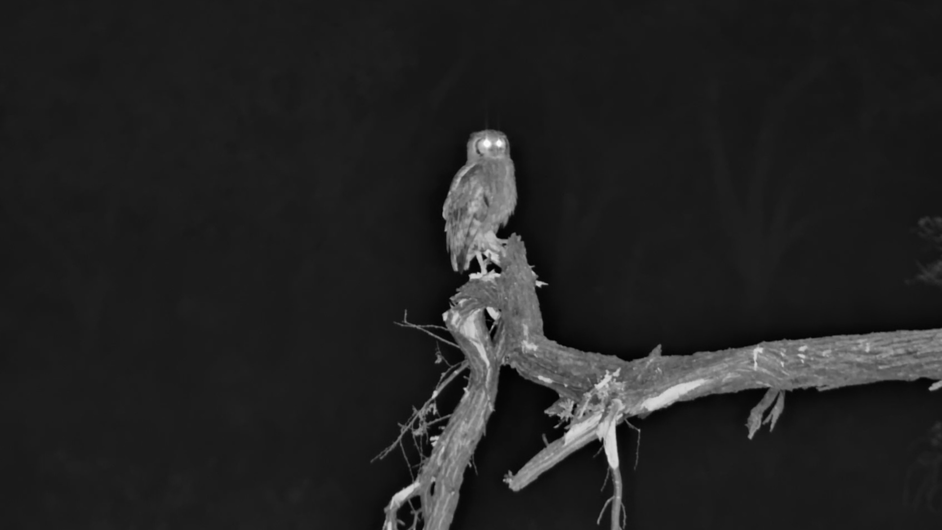 Verreaux's Eagle-Owl Keeps Watch Over the River
