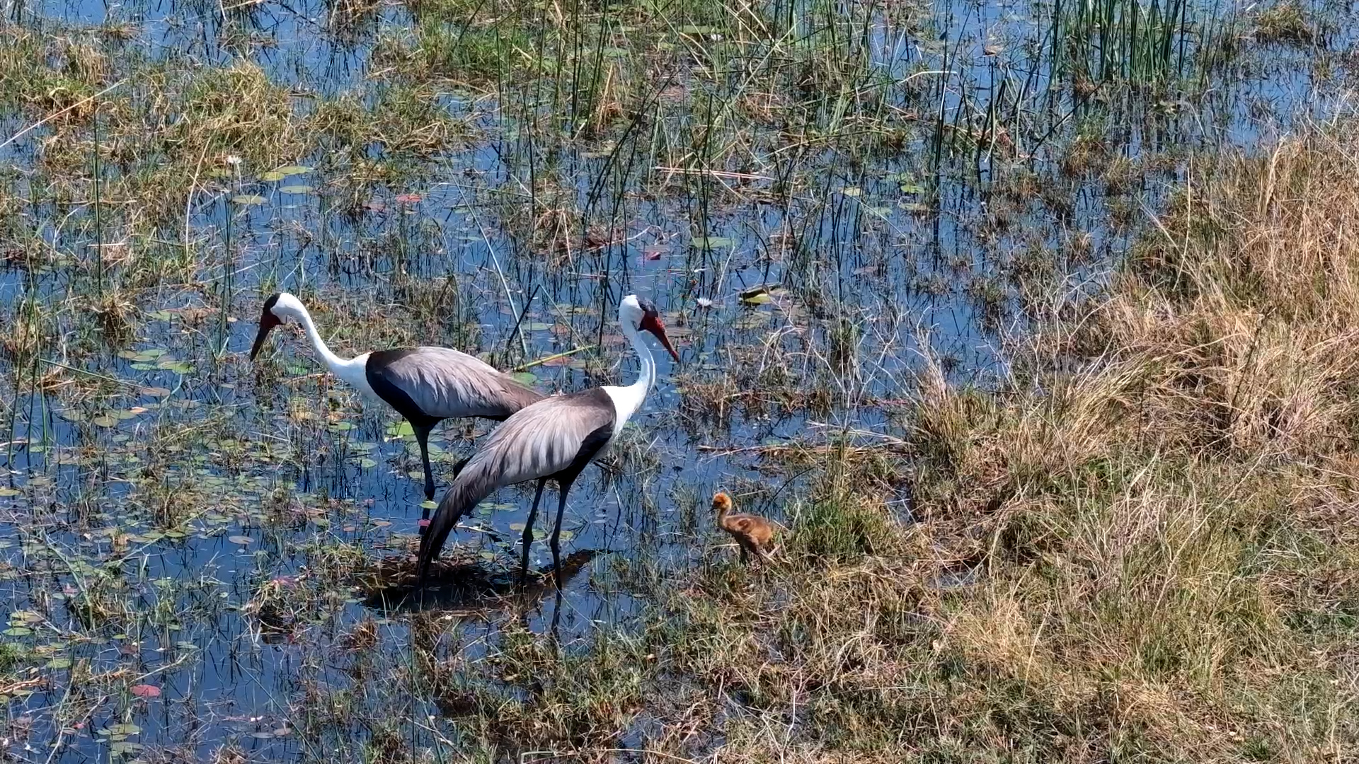School Is in Session for This Tiny Crane Chick!
