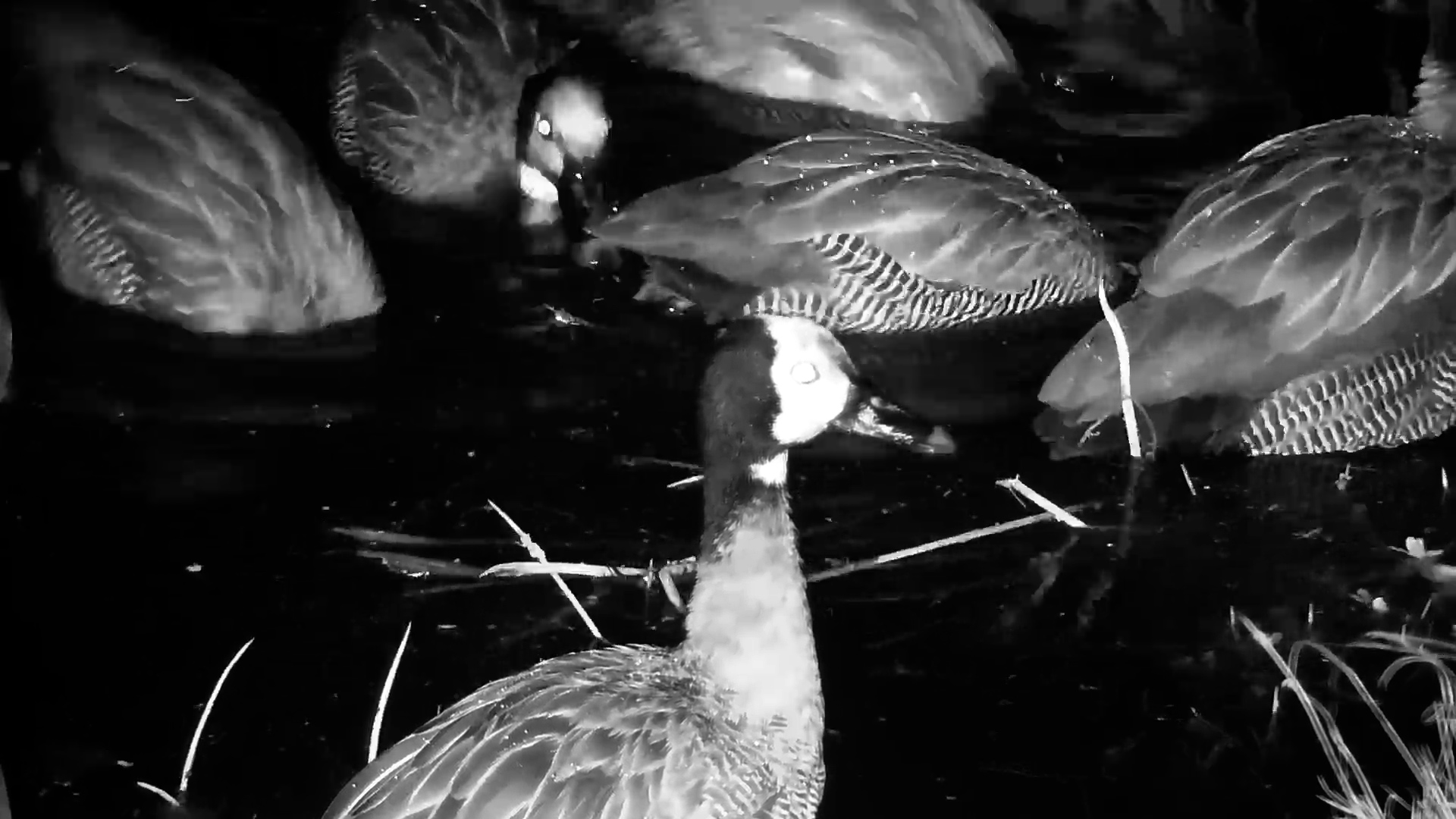 White-Faced Whistling Ducks Gather After Dark