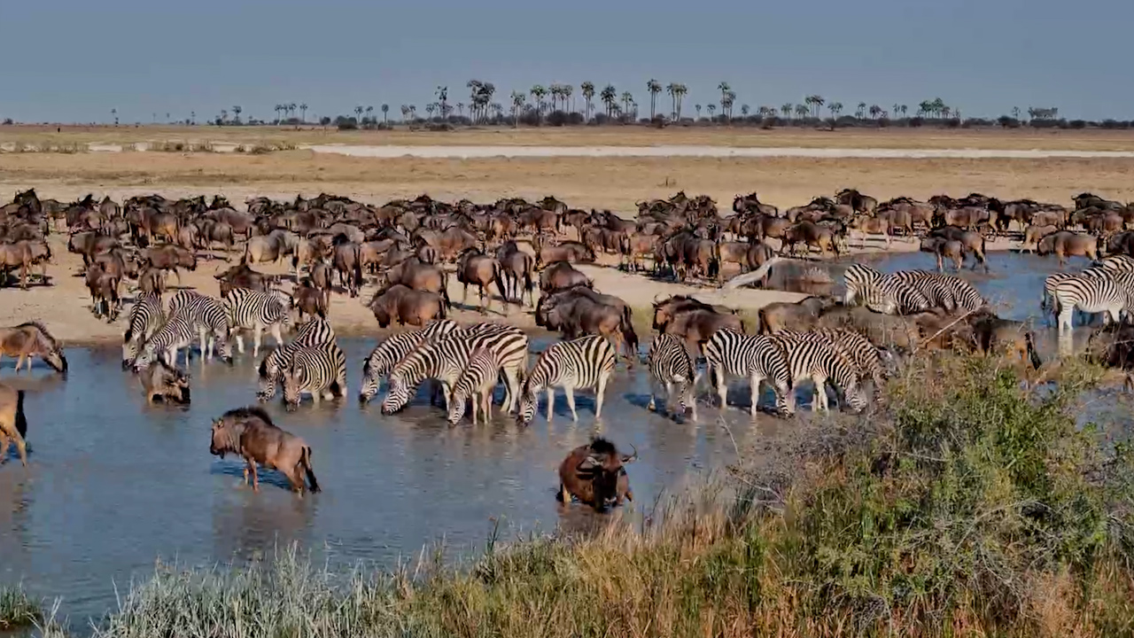 Zebras & Wildebeest Everywhere at Jack's Camp!