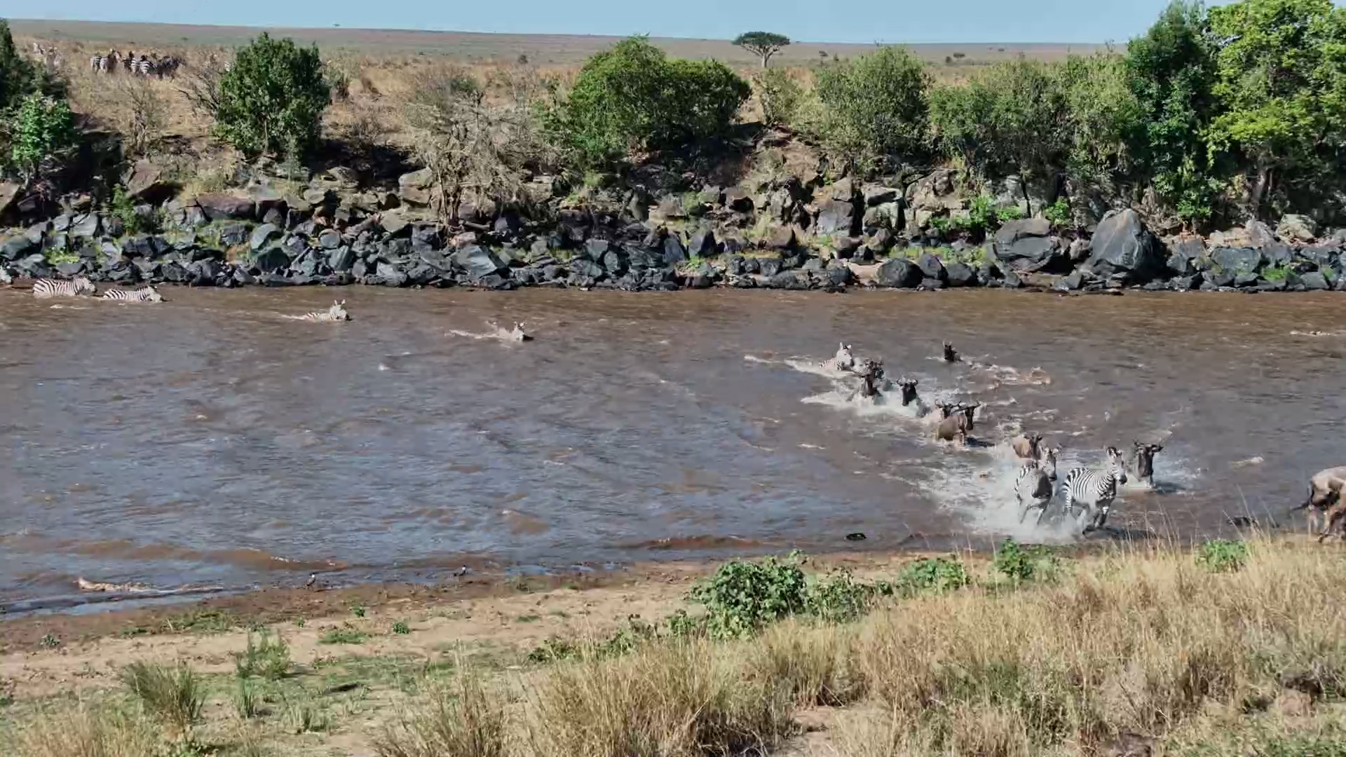 Zebras & Wildebeest Brave a Deadly River Crossing