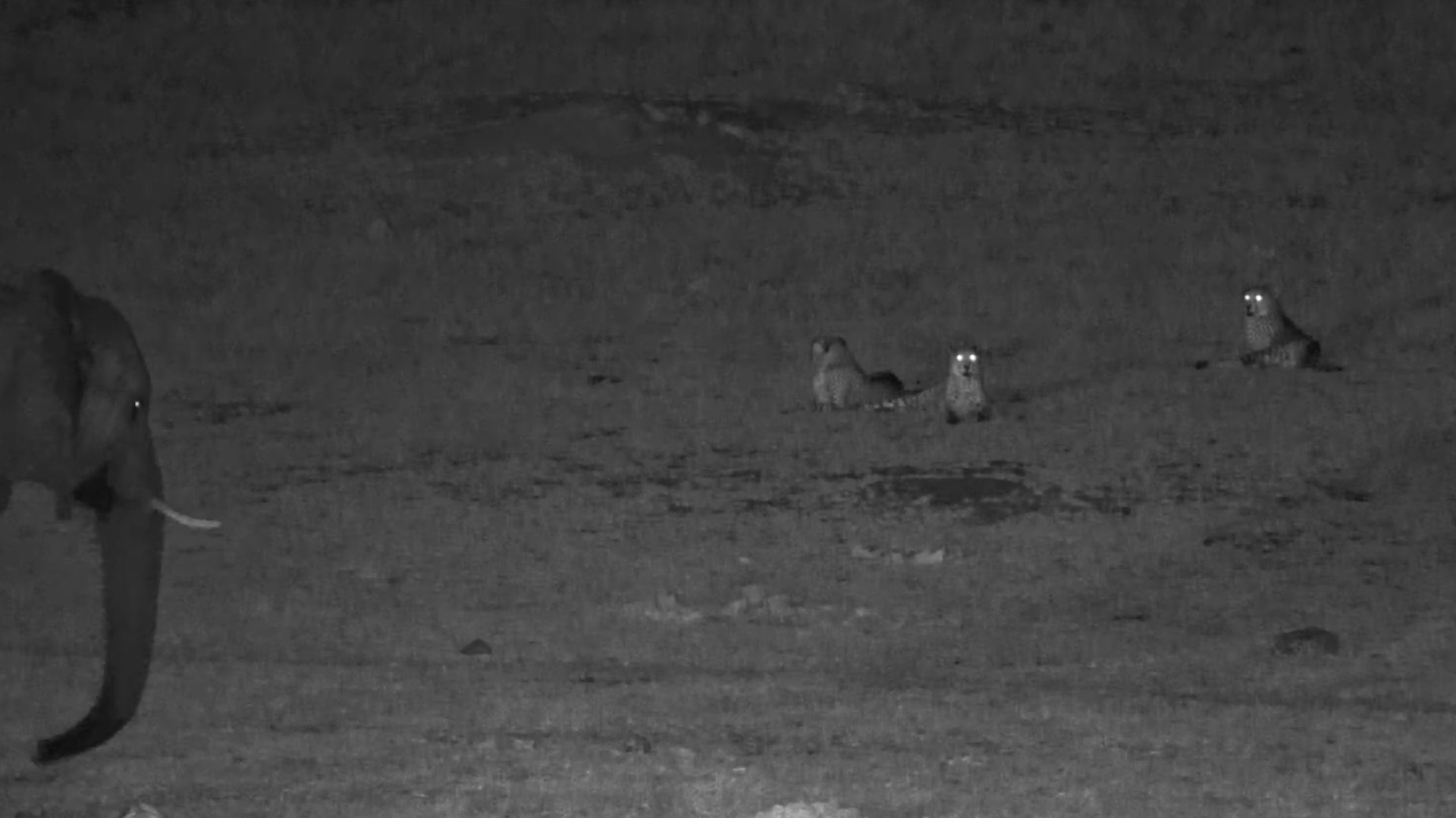 Cheetahs, Angry Elephants and Baboons Raising the Alarm