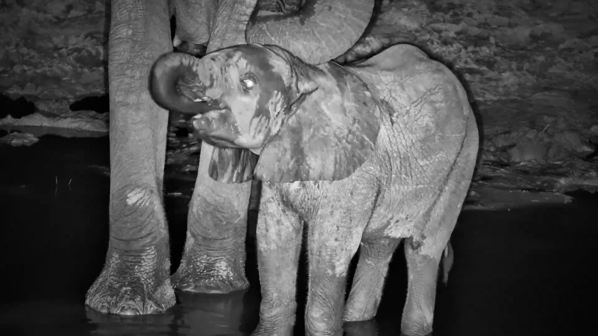 This Baby Elephant Hasn't Quite Mastered Its Trunk Yet