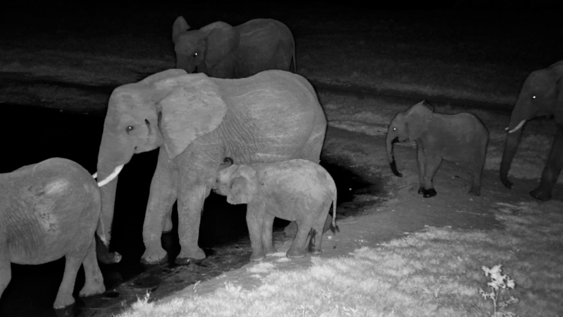 Everyone's Having a Drink, but Baby Elephant Wants Milk