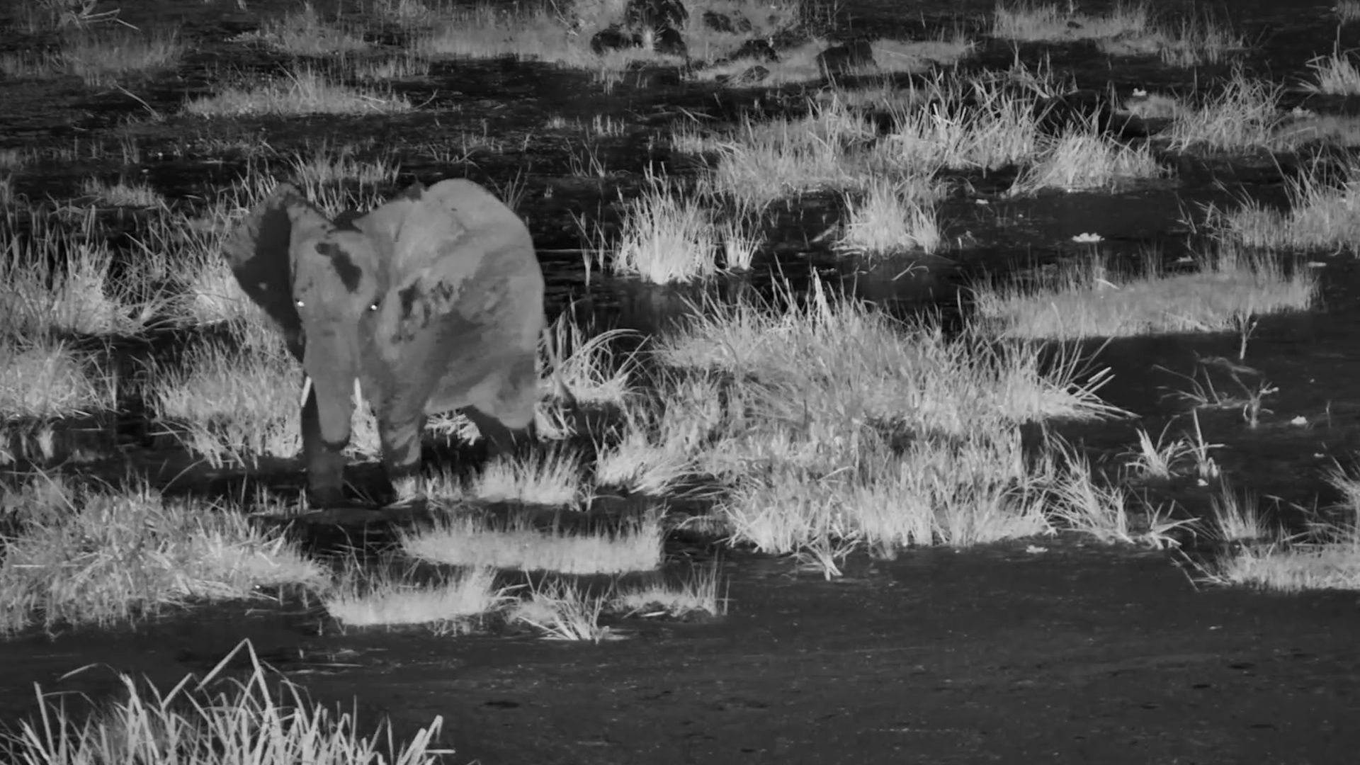 An Elephant Wanders Into the Marsh for a Midnight Meal
