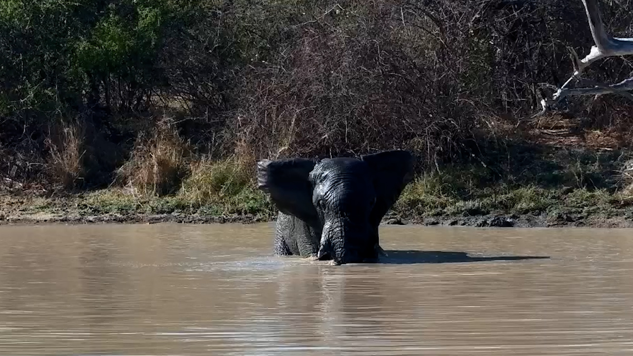 An Elephant Makes the Most of the Water at Jabulani