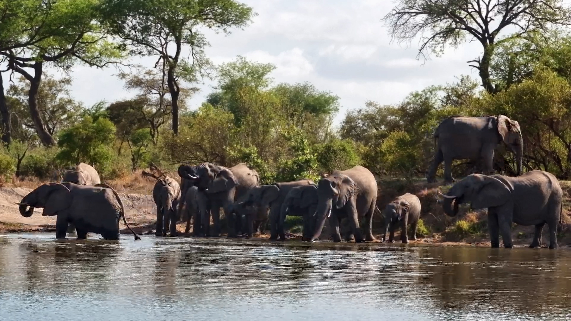 There's a Trunk in Every Corner of This Elephant Waterhole