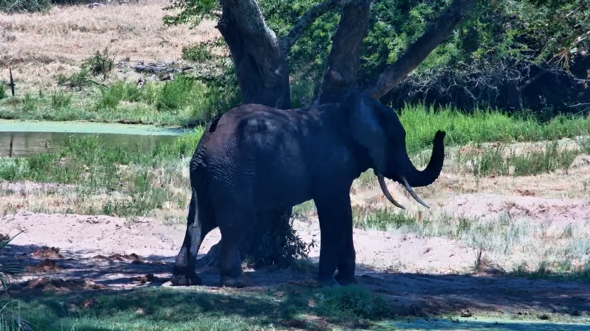 That Itch Isn't Going Anywhere Until This Elephant Says So