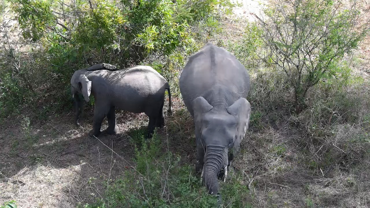 These Elephants Have Found Something Worth Eating Under the Bridge