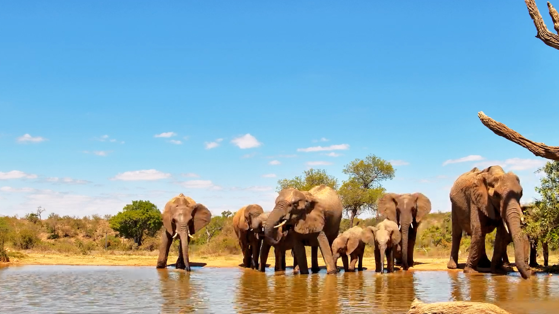 Turn Up the Sound for These Thirsty, Slurping Elephants