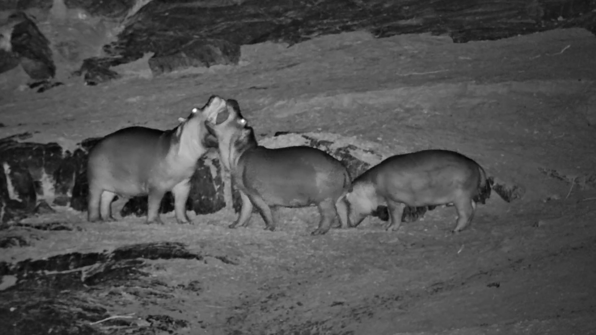 Some Hippos Head Out for the Night While Others Stay Put