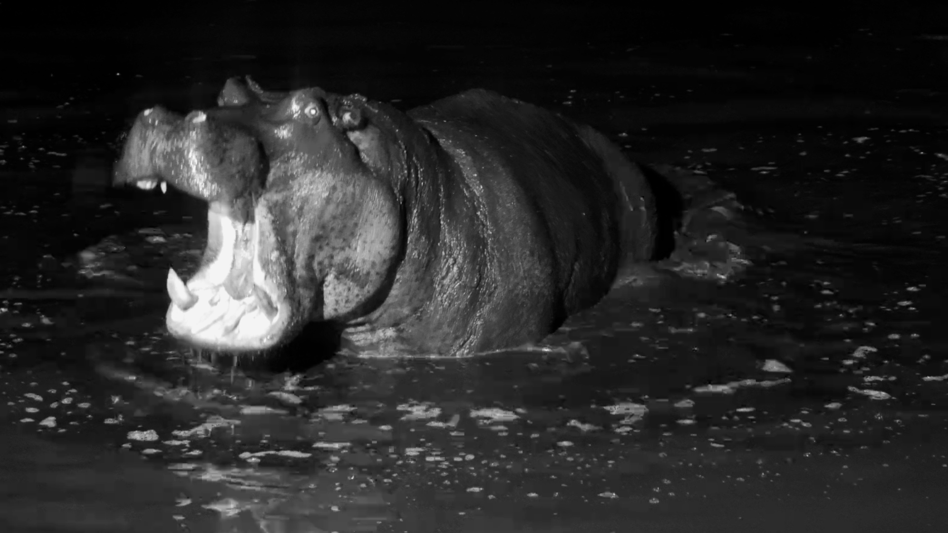 Getting Out of Bed Is Clearly a Struggle for This Hippo