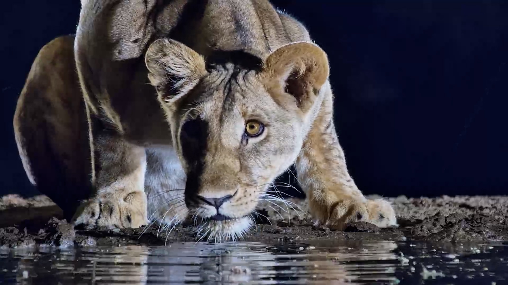 Just a Lioness and the Waterhole, Away From the Pride
