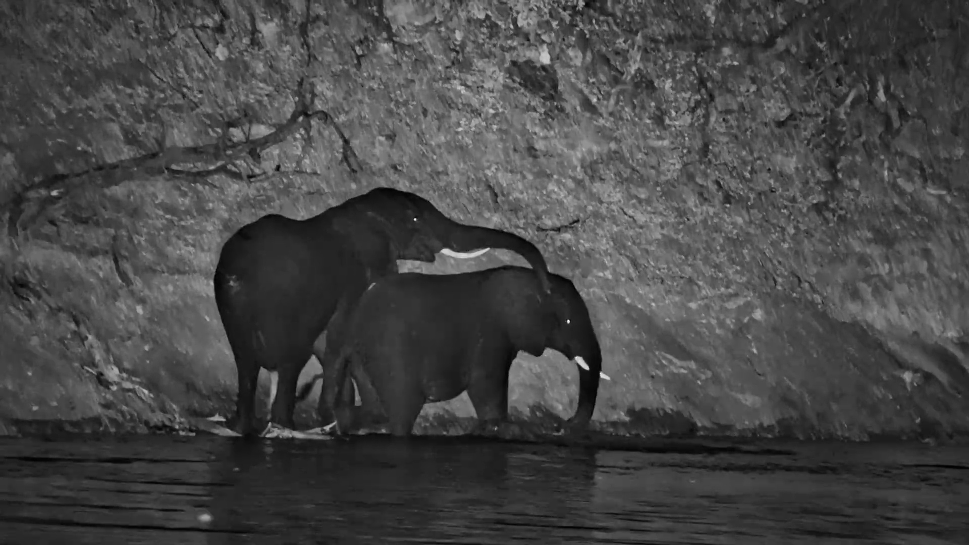 Two Elephants Discover That Water Is Better With a Friend