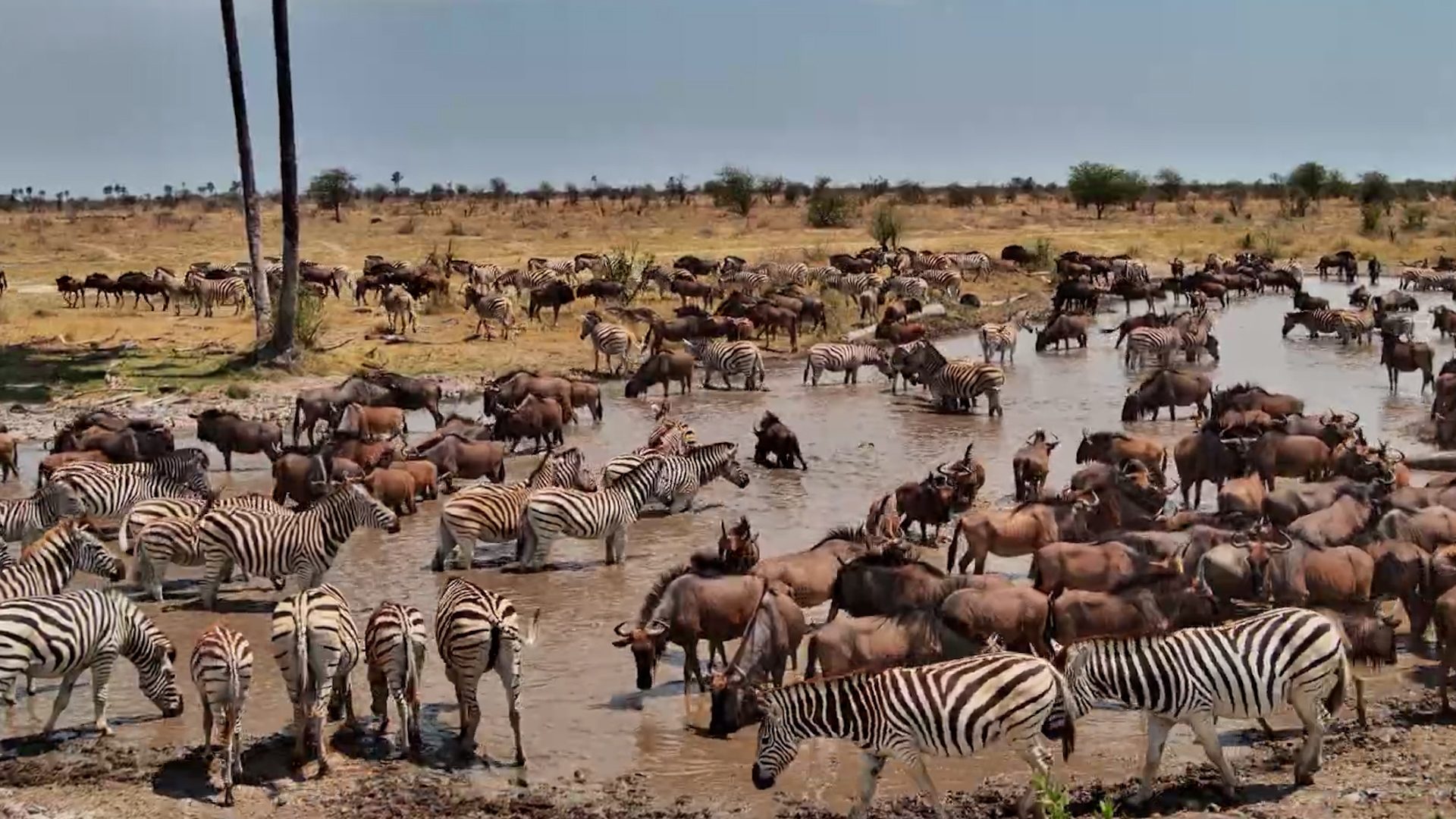 The Waterhole Is Suddenly Full of Stripes and Wildebeest