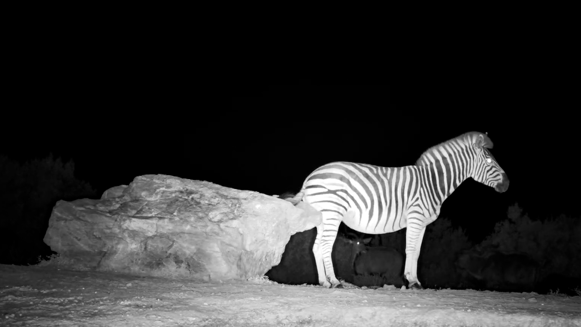 A Rock, an Itch and Some Very Resourceful Zebras