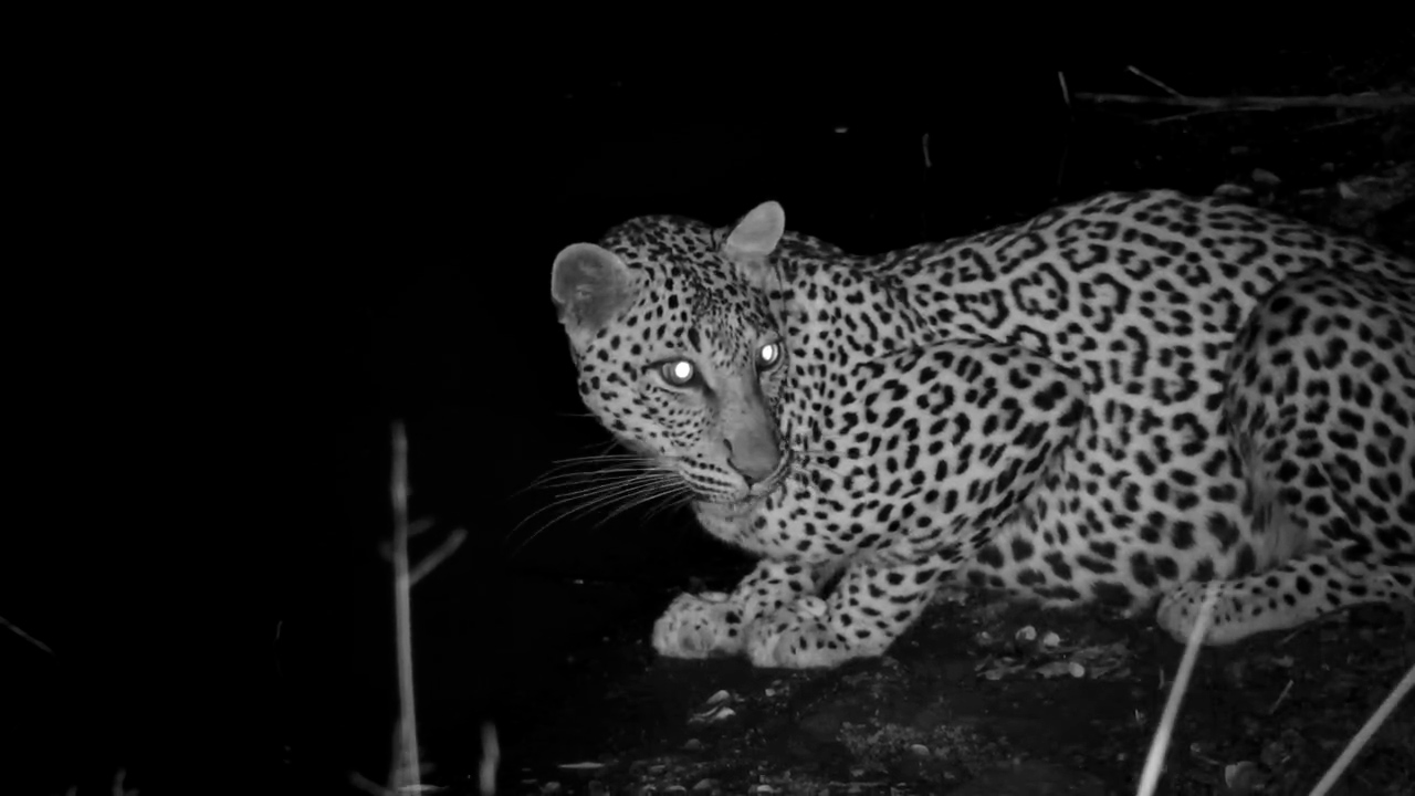Spots in the Shadows... Leopard Stops for a Drink