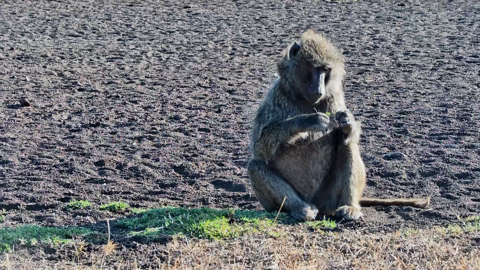 Front-Row Seat to a Baboon Foraging Session