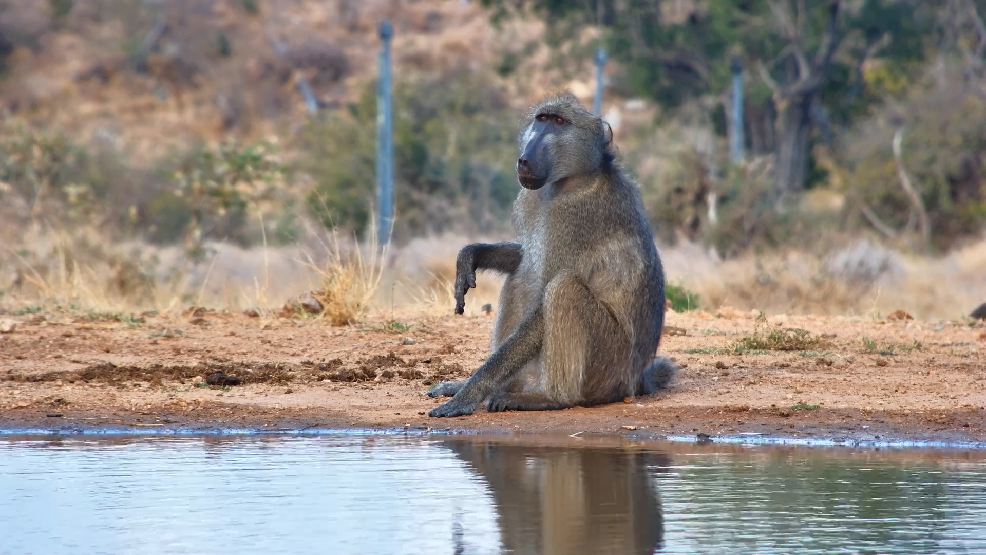 Baboons Take Over the Waterhole at Kings Camp!