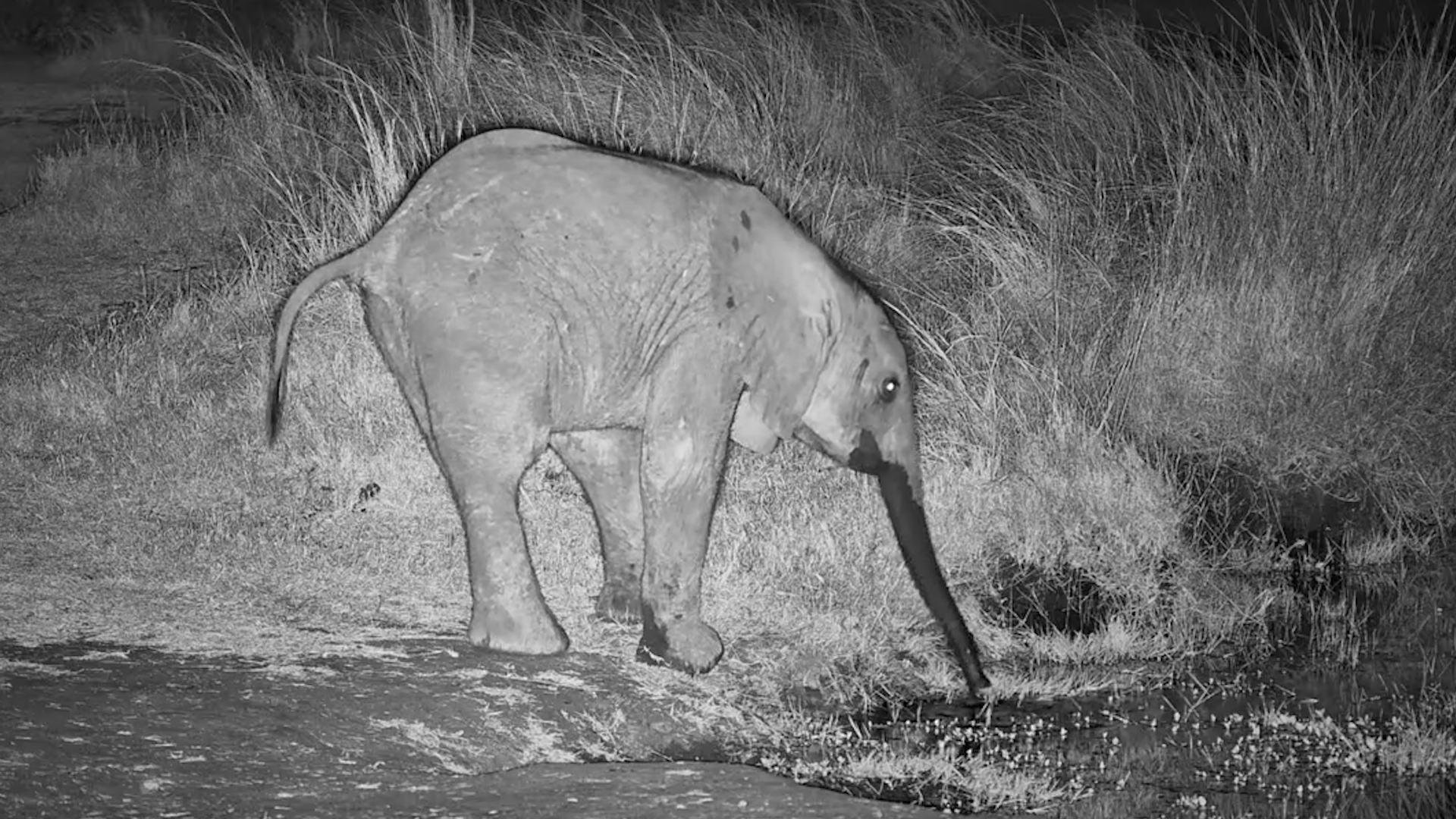 Little Ellie Makes a Late-Night Waterhole Visit