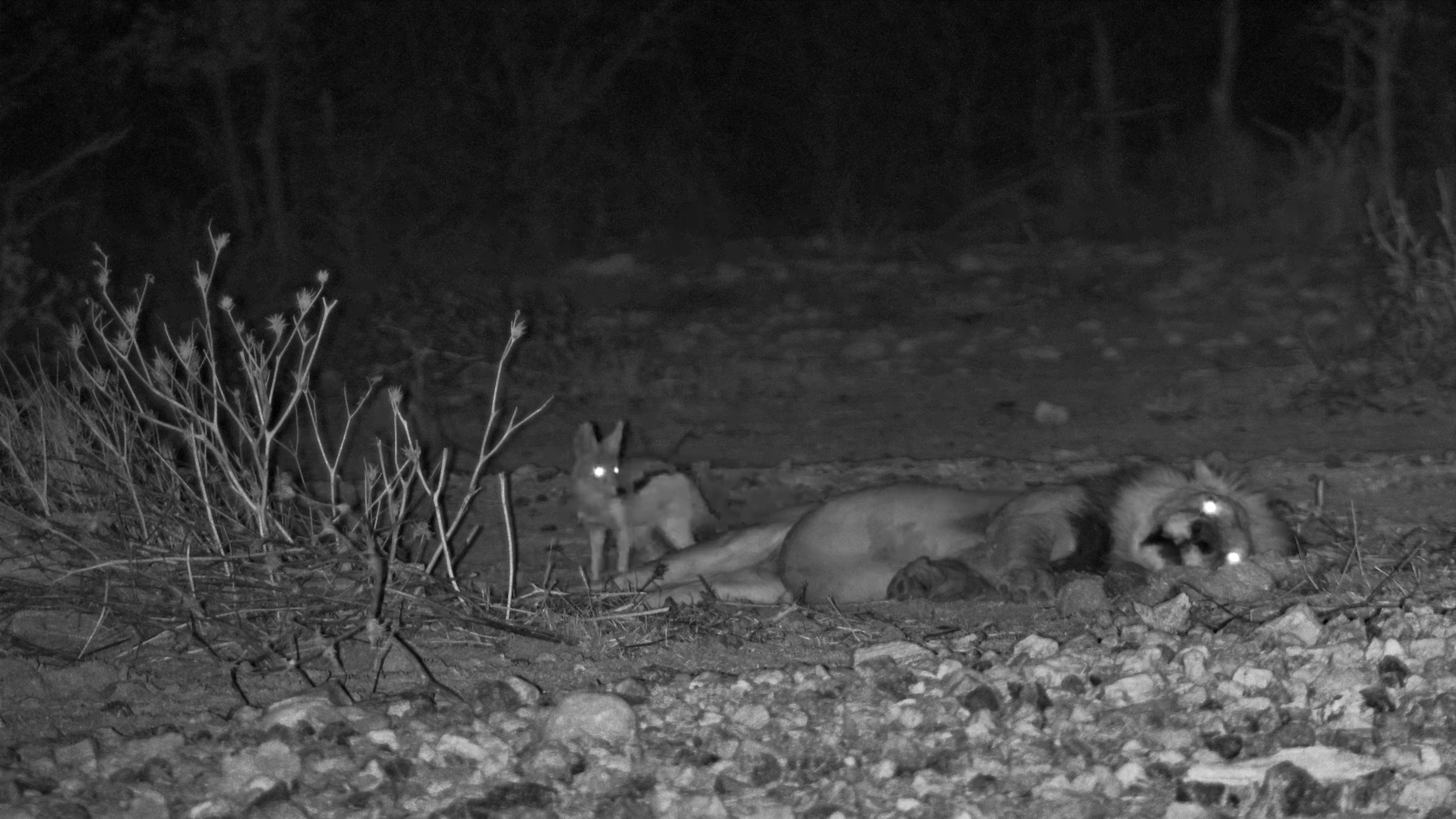 Sleepy Lion Is Getting VERY Tired of This Jackal