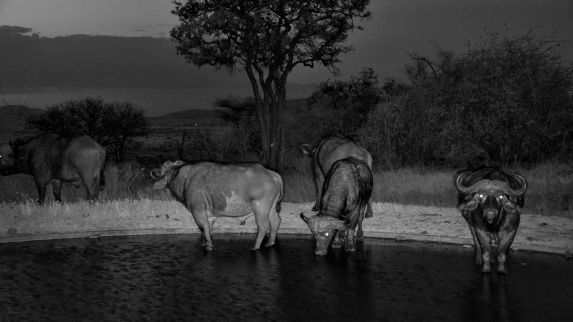 Buffalo Gather for a Peaceful Evening Drink