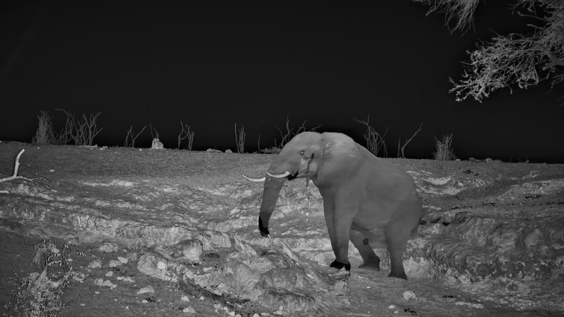 Drink First, Then a Good Scratch