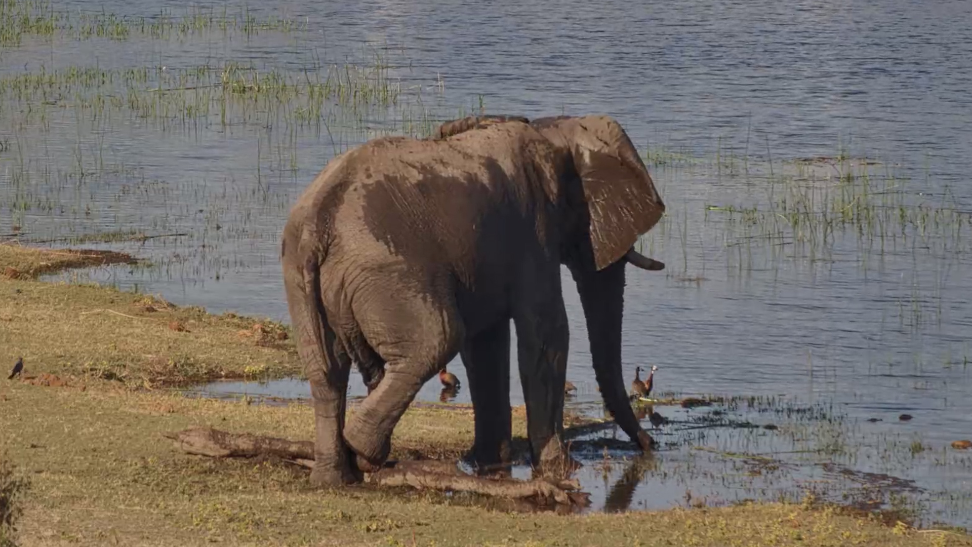 Elephant & Whistling Ducks Share the Water
