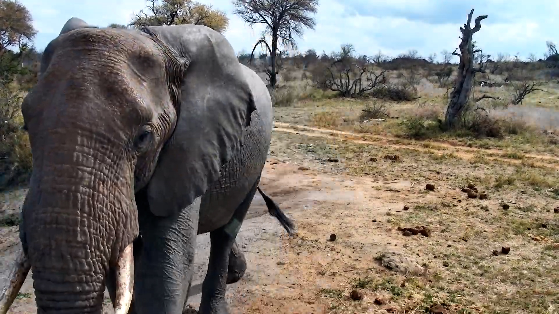 Camera View: 100% Elephant Forehead