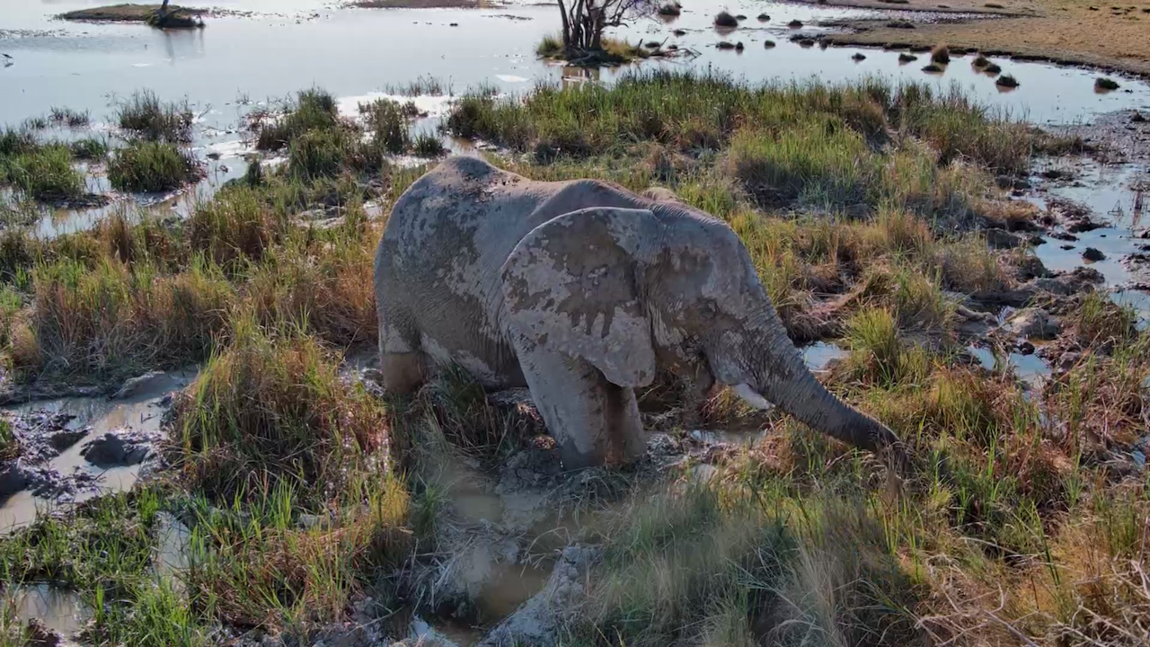 Big Elephant Bull Finds the Perfect Muddy Buffet