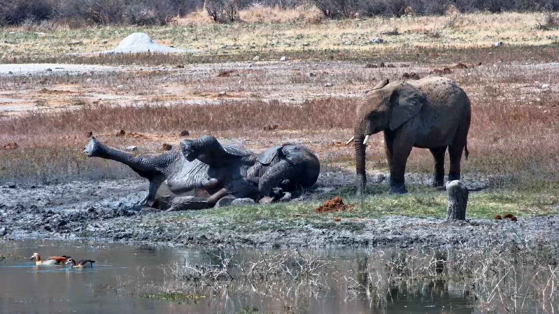 This Elephant Has Officially Cancelled All Plans