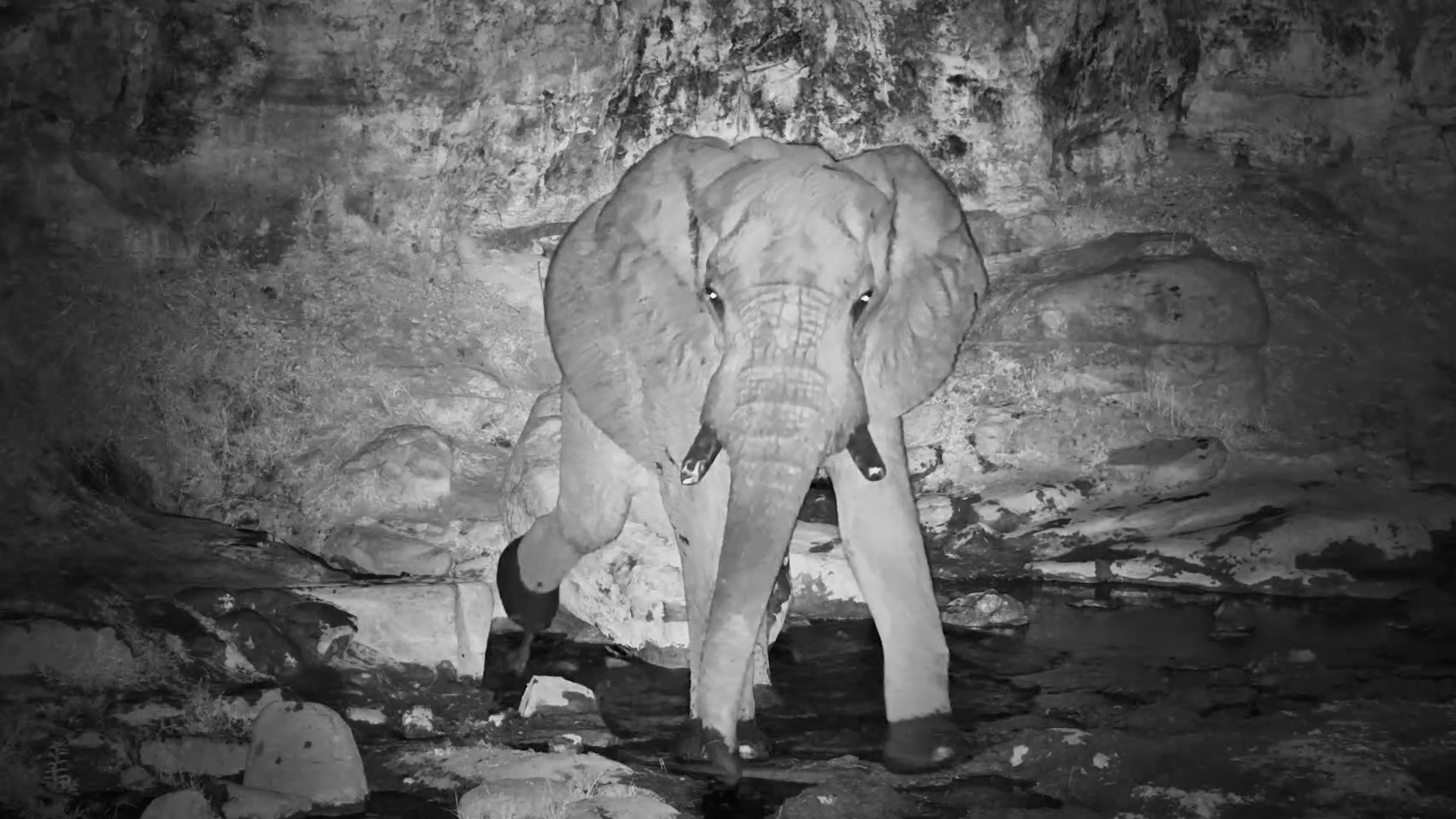 Elephant Enjoys a Late-Night Drink & Scratch at Deteema
