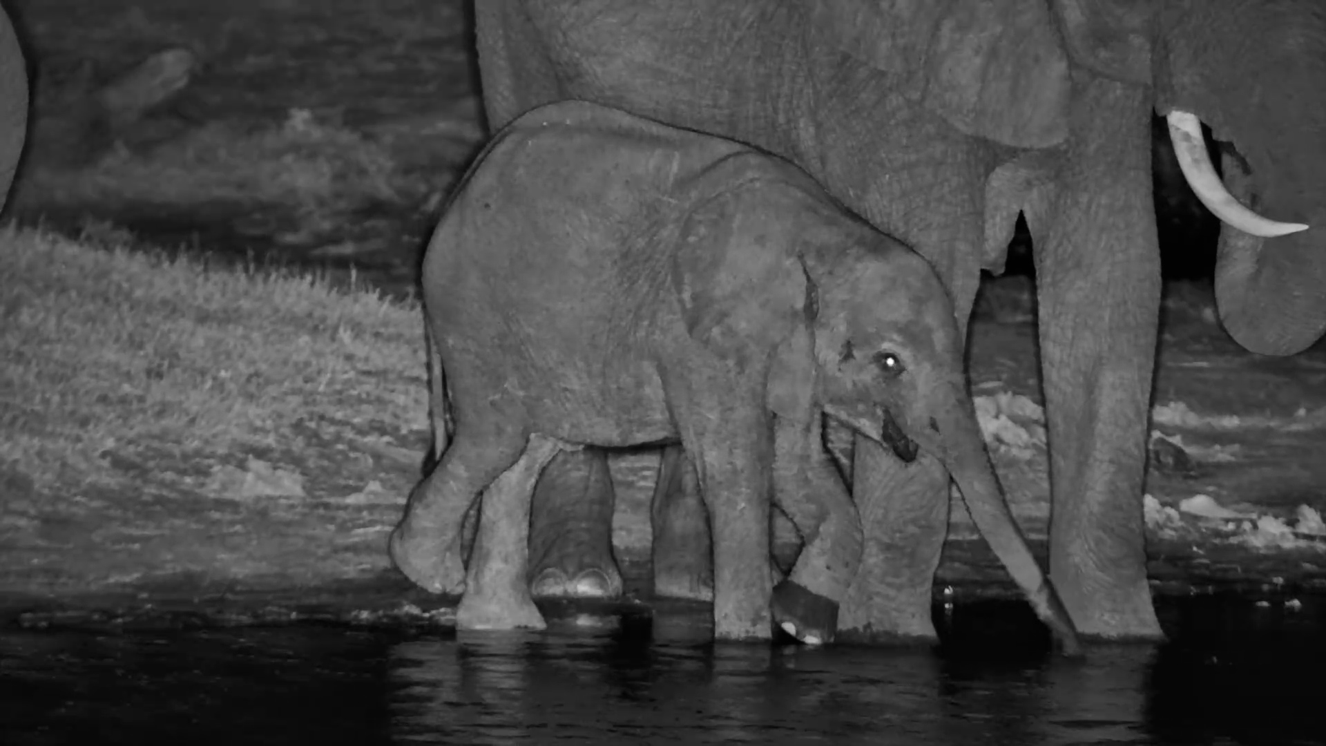 Baby Elephant Copies the Grown-Ups at the Waterhole