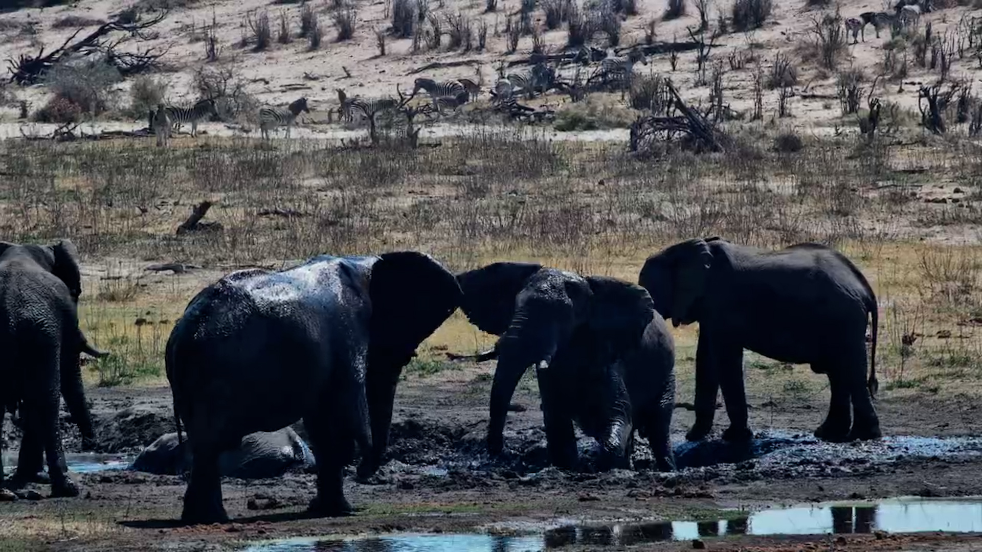 Nothing Beats a Good Mud Bath!