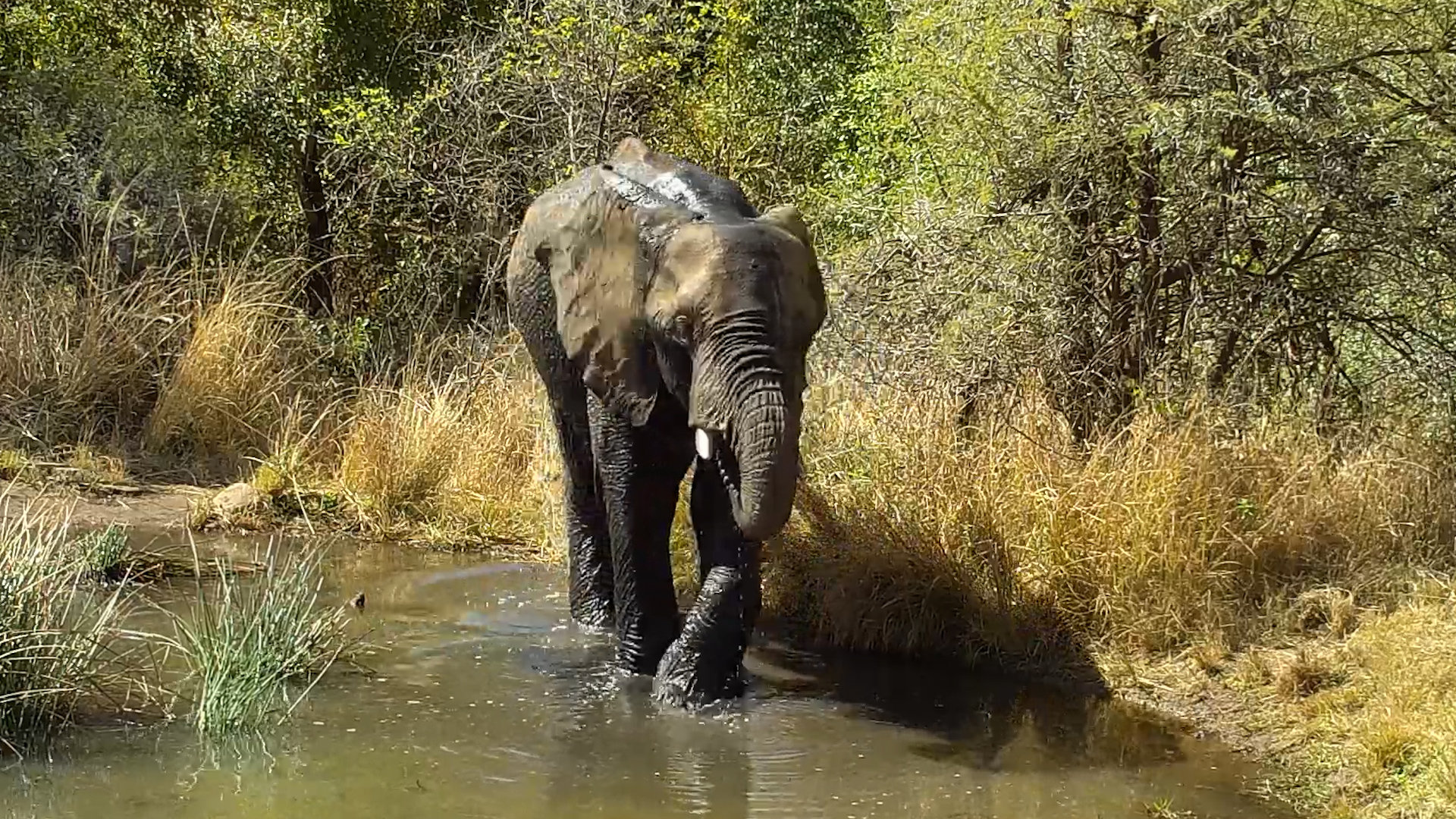 Elephant Makes the Most of the Water at Kwa Maritane