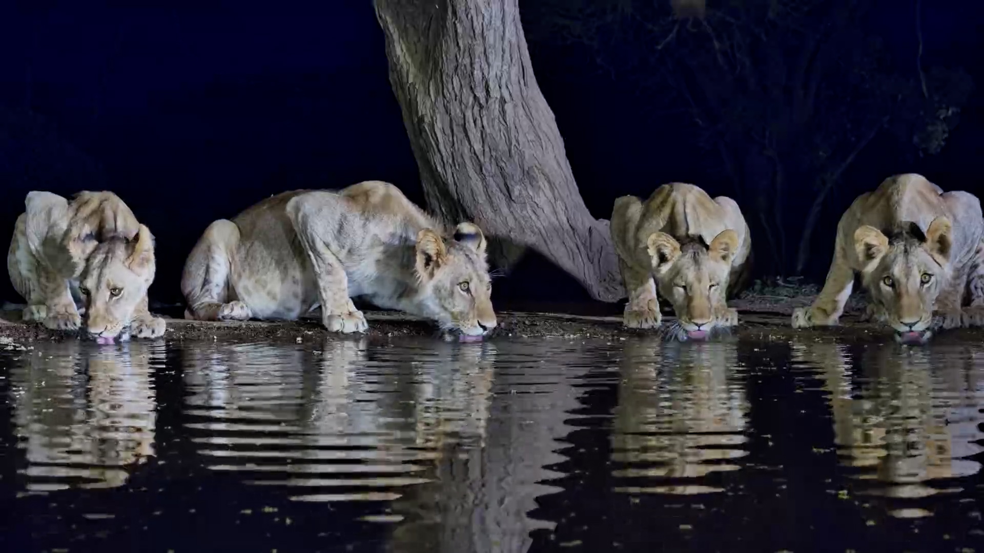Watch These Beautiful Lions Lap Up the Water