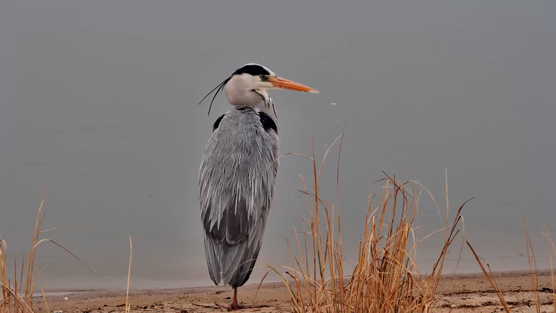 Grey Heron Takes a Well-Earned Waterhole Break