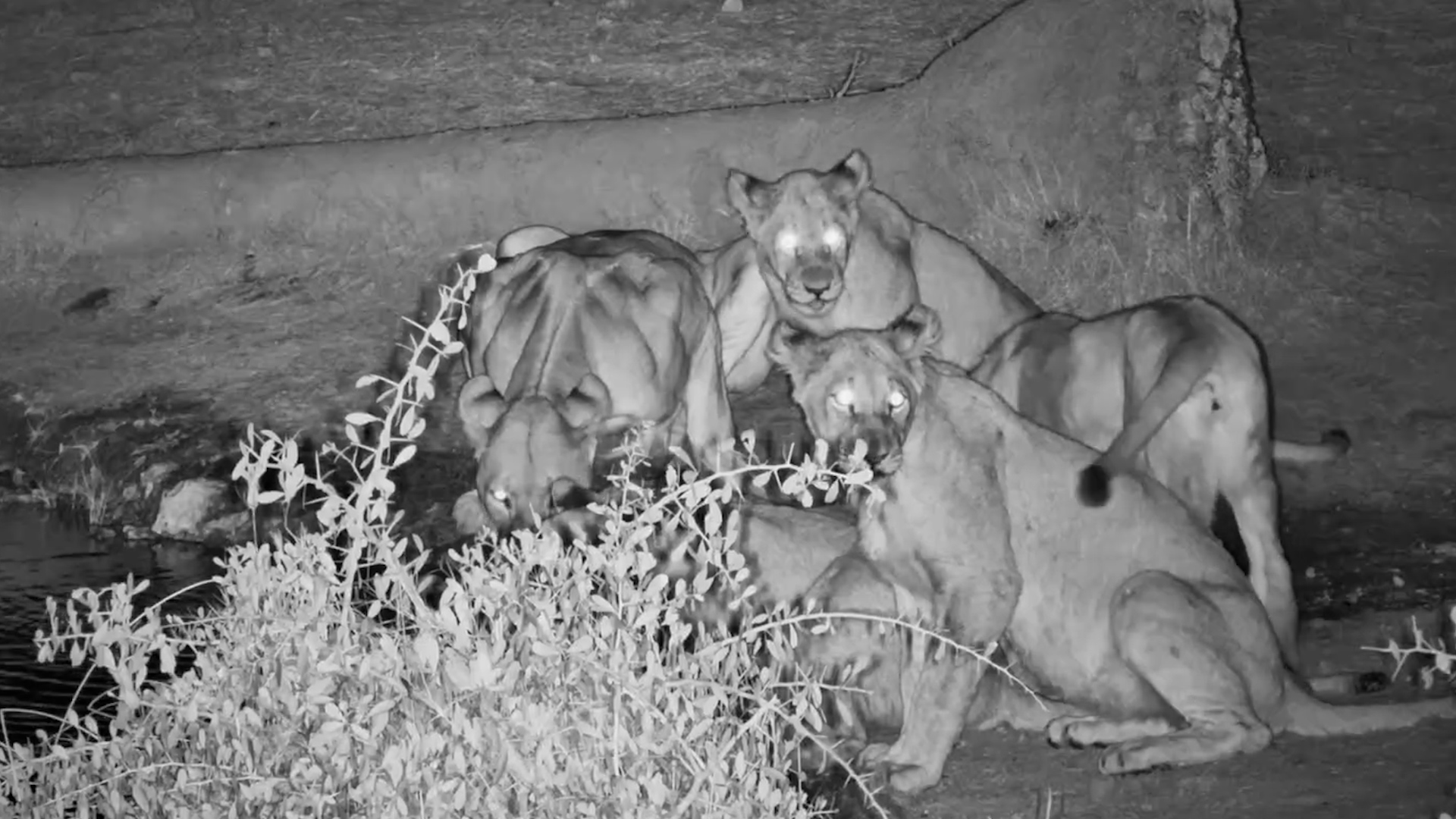 A Lion Pride Appears in the Kalahari Night